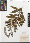 Foto von Salix triandra L.